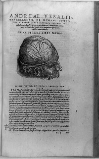 1545 engraving of human brain
